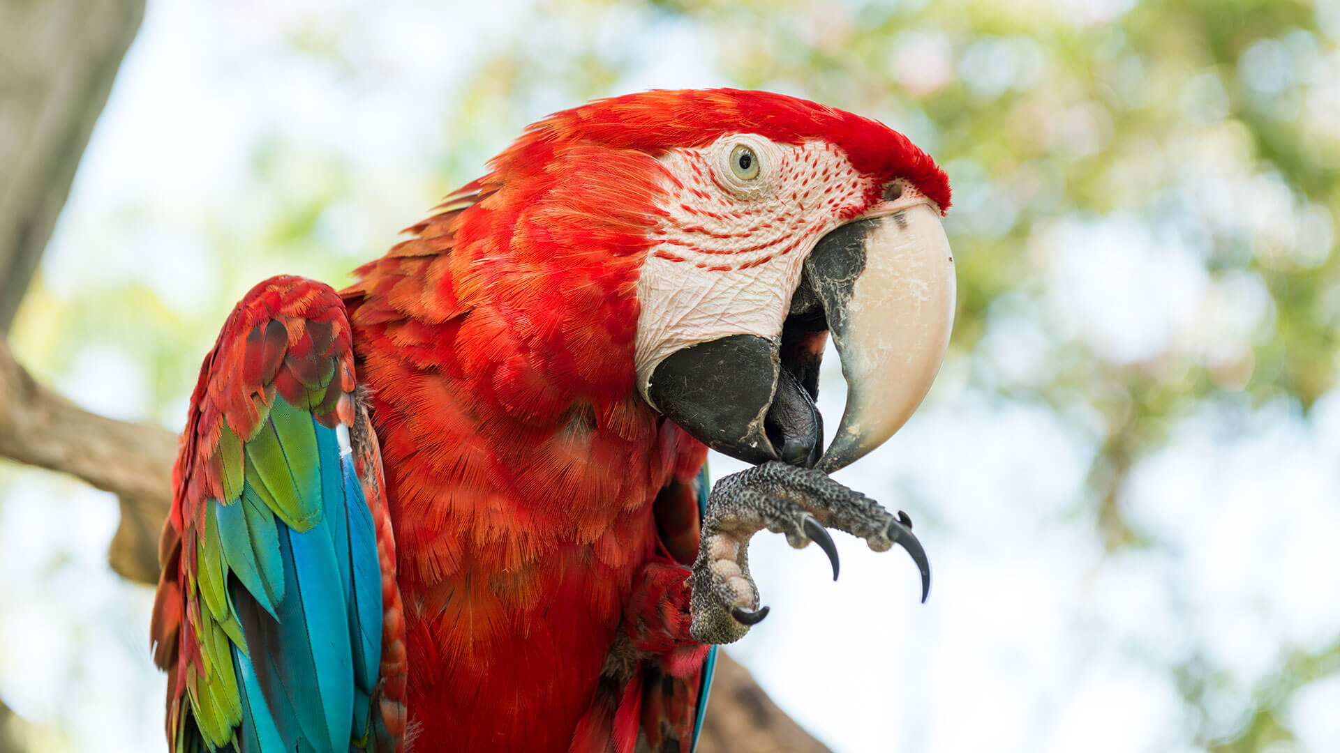 Bali Bird Park